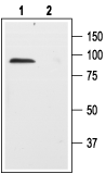 p75 NGF Receptor (extracellular) Blocking Peptide