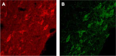 Anti-p75 NGF Receptor (extracellular) Antibody