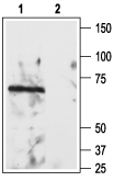 Nogo Receptor (extracellular) Blocking Peptide