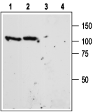 Sortilin (extracellular) Blocking Peptide