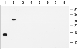BDNF Blocking Peptide