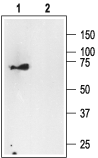 p75 NGF Receptor Blocking Peptide