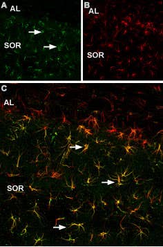 Anti-p75 NGF Receptor (intracellular) Antibody