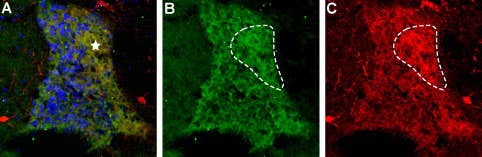 Anti-proNT-3 Antibody