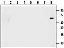 proNT-3 Blocking Peptide