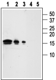 Anti-GDNF Antibody - Carrier Free