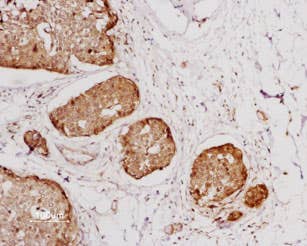 Anti-Neurotensin Receptor 1 (extracellular) Antibody