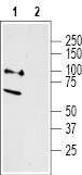 Anti-Neurotensin Receptor 2 Antibody - Carrier Free