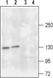 TrkA (extracellular) Blocking Peptide