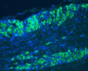 Anti-TrkB (extracellular)-ATTO Fluor-488 Antibody