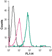 Anti-TrkB (extracellular)-FITC Antibody
