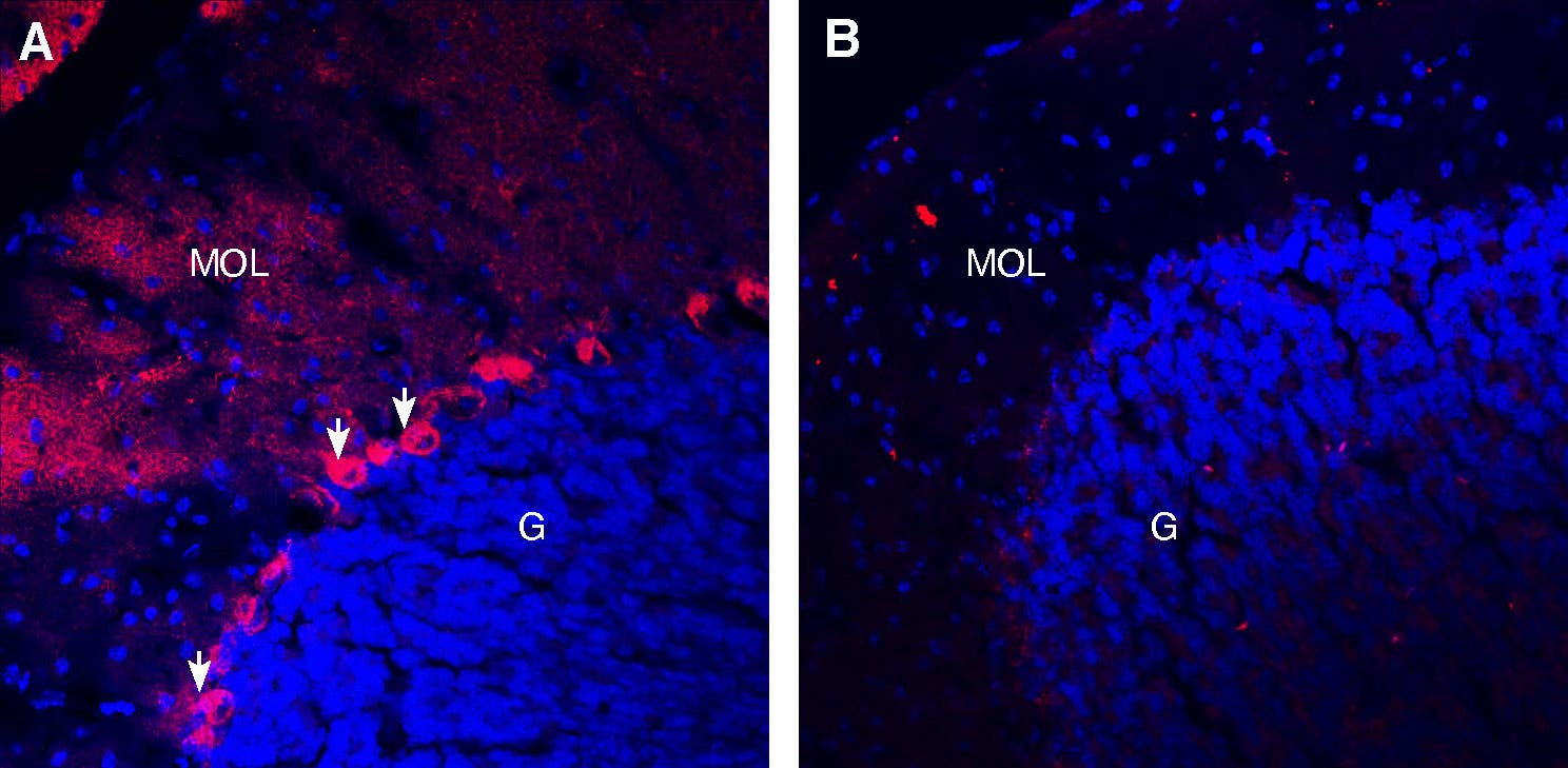 Guinea Pig Anti-TrkB (extracellular) Antibody