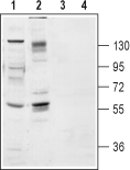 TrkB (extracellular) Blocking Peptide