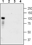 TrkC (extracellular) Blocking Peptide