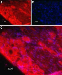 Anti-TrkC (extracellular) Antibody