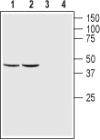 Anti-GFR alpha 1 (extracellular) Antibody - Carrier Free