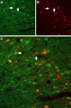 Anti-GFR alpha 1 (extracellular) Antibody
