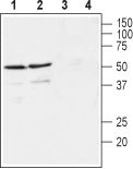 GFR α 4 (extracellular) Blocking Peptide