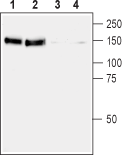 Anti-Ret (extracellular) Antibody - Carrier Free