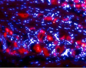Anti-Ret (extracellular) Antibody