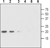 Anti-proGDNF Antibody