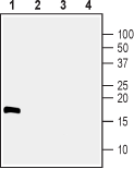CDNF Blocking Peptide