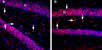 Anti-MANF/ARMET-ATTO Fluor-594 Antibody