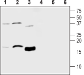 Anti-MANF/ARMET Antibody - Carrier Free