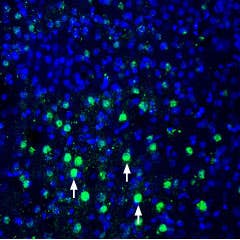 Anti-MANF/ARMET Antibody
