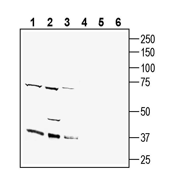 Anti-GFRAL (extracellular) Antibody - Carrier Free
