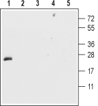 Anti-CNTF Antibody - Carrier Free
