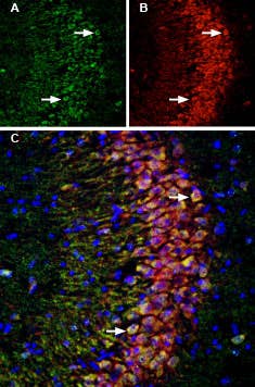 Anti-p75 NGF Receptor (extracellular)-ATTO Fluor-550 Antibody