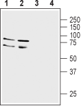 Anti-LINGO-1 (extracellular) Antibody - Carrier Free