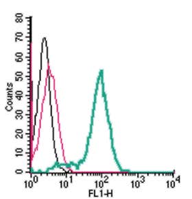 Anti-Human Tumor Necrosis Factor Receptor 2 (extracellular) Antibody