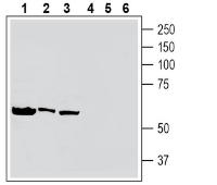 Human Tumor Necrosis Factor Receptor 2 (extracellular) Blocking Peptide