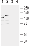 IGF1R (extracellular) Blocking Peptide