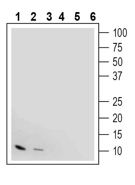 IGF1 Blocking Peptide