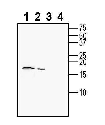 Anti-CART Antibody - Carrier Free