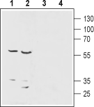 ENT1/SLC29A1 Blocking Peptide