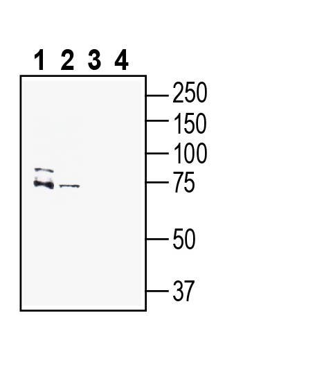 PMAT (SLC29A4) Blocking Peptide
