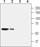 SLC28A2/CNT2 Blocking Peptide
