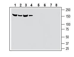 SLC28A3/CNT3 (extracellular) Blocking Peptide