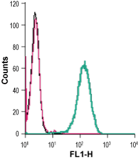 Anti-CD39 (extracellular) Antibody