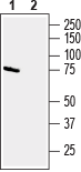 Anti-CD39 (extracellular) Antibody