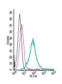 Anti-CD73 (extracellular)-FITC Antibody