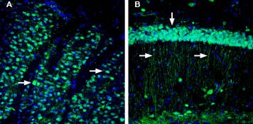 Anti-CD73 (extracellular) Antibody