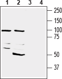 Anti-CD73 (extracellular) Antibody - Carrier Free