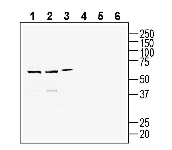 CD157/BST1 (extracellular) Blocking Peptide