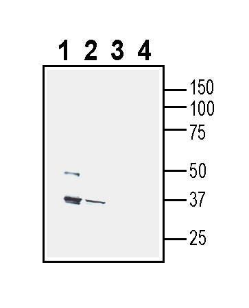Anti-CD38 (extracellular) Antibody - Carrier Free