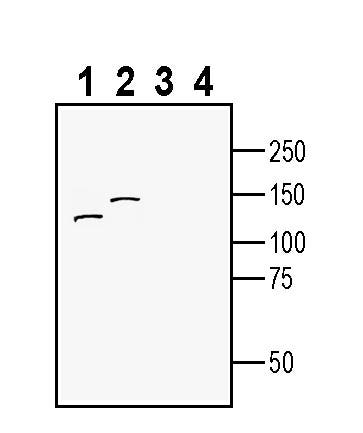 ENPP1 (extracellular) Blocking Peptide